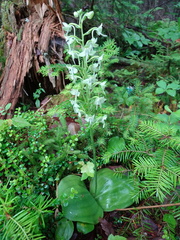 Platanthera orbiculata image