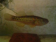 Dormitator latifrons