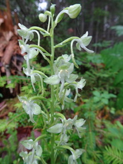Platanthera orbiculata image