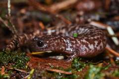 Hynobius sonani
