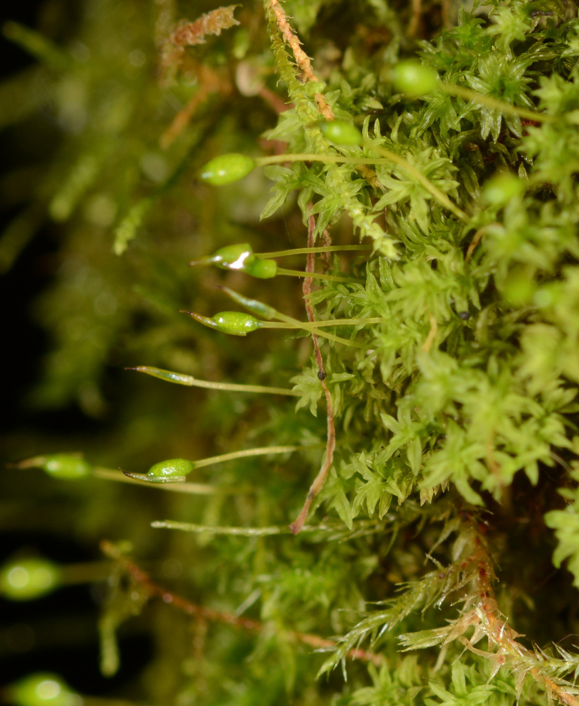 Zygodon intermedius