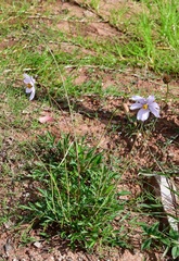 Cosmos diversifolius
