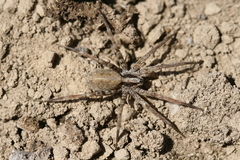 Xenoctenidae