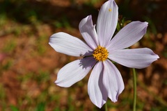 Cosmos diversifolius