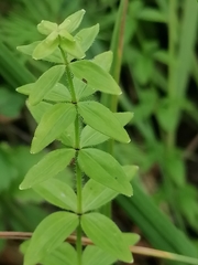Cruciata glabra krylovii