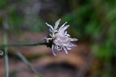 Pinaropappus spathulatus