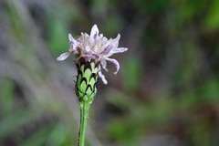 Pinaropappus spathulatus