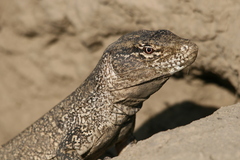 Callopistes flavipunctatus