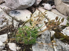 Draba aizoides