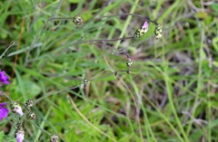 Pinaropappus spathulatus