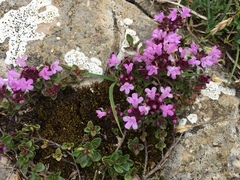 Thymus praecox polytrichus