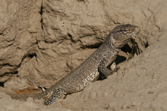 Callopistes flavipunctatus