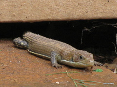 Broadleysaurus major