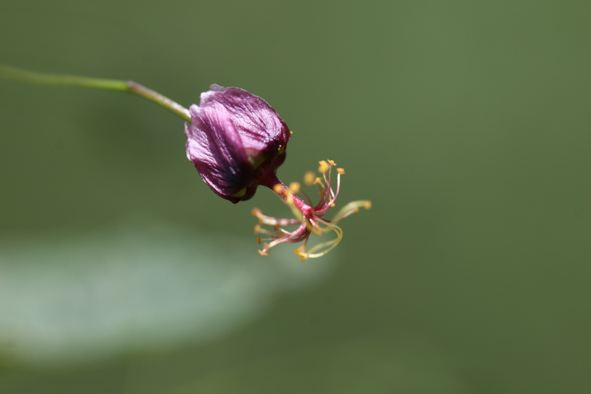 Sidastrum paniculatum