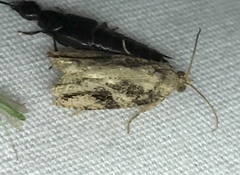 Proteoteras crescentana