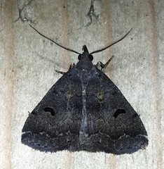 Phalaenostola hanhami