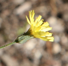 Pilosella horrida