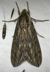 Sphinx canadensis