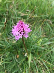 Traunsteinera globosa