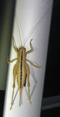 Ateloplus luteus