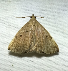 Zanclognatha dentata