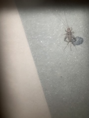 Gryllodes sigillatus