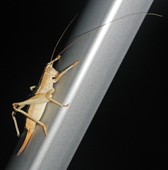 Ateloplus luteus