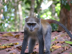 Cercopithecus mitis albogularis