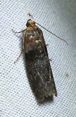 Sciota subcaesiella