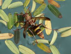 Polistes badius