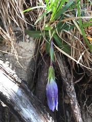 Gentiana clusii
