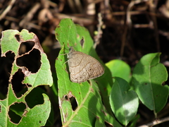 Hermeuptychia gisella