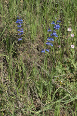Penstemon subglaber