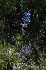 Penstemon subglaber