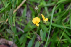 Crotalaria bupleurifolia