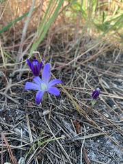 Brodiaea terrestris