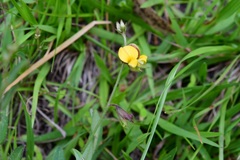 Crotalaria bupleurifolia