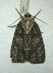 Acronicta increta