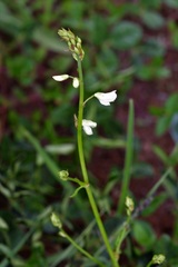Desmodium macrostachyum