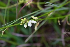 Desmodium macrostachyum