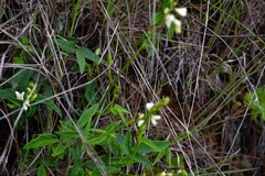 Desmodium macrostachyum
