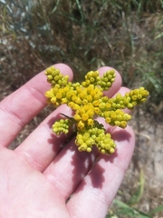 Solidagininae