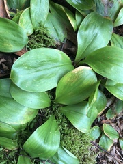 Clintonia