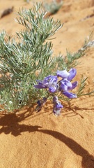 Sophora stenophylla