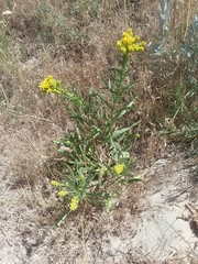Solidagininae