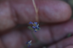 Eriastrum sapphirinum