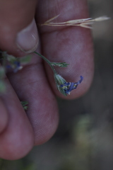 Eriastrum sapphirinum