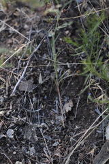 Eriastrum sapphirinum