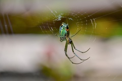 Leucauge argyrobapta