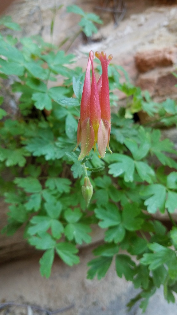 western red columbine